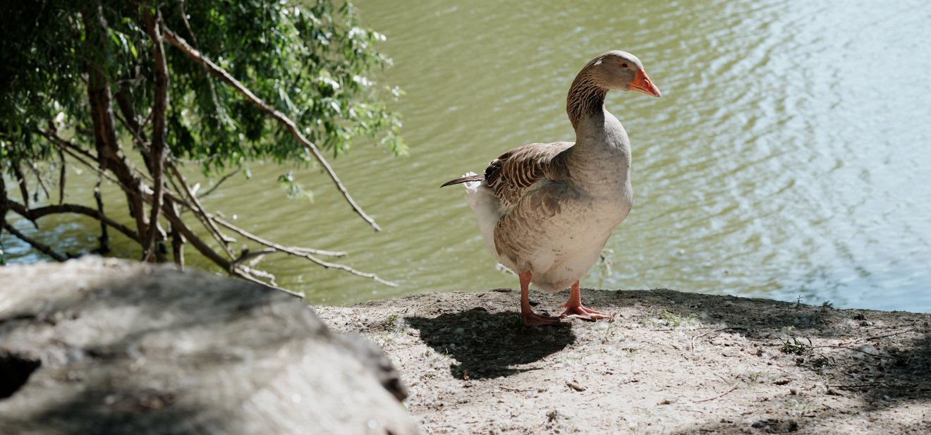 portrait-of-a-goose-on-the-river-bank-2022-11-04-00-18-17-utc