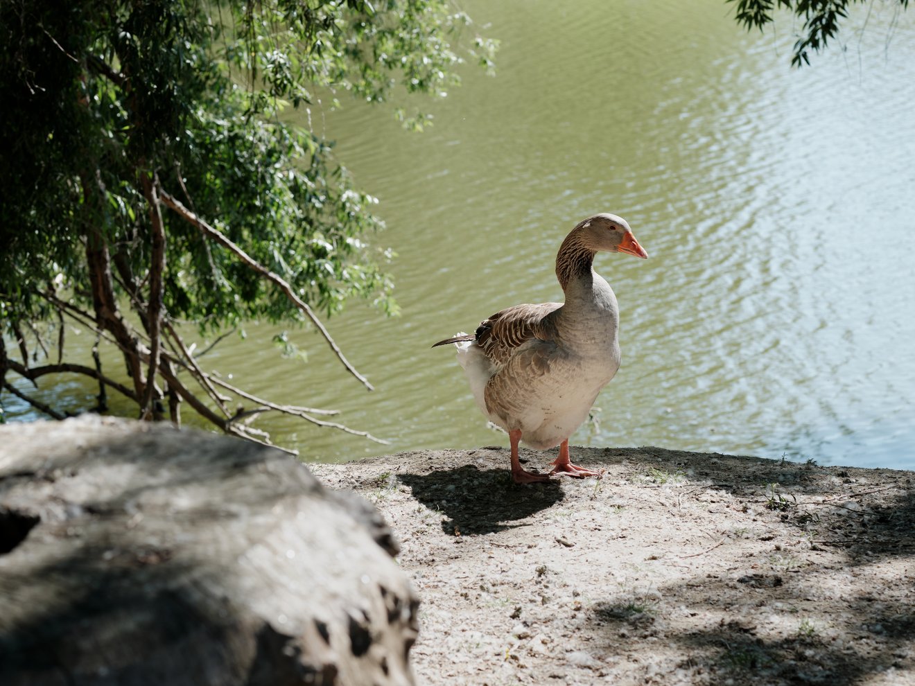 portrait-of-a-goose-on-the-river-bank-2022-11-04-00-18-17-utc