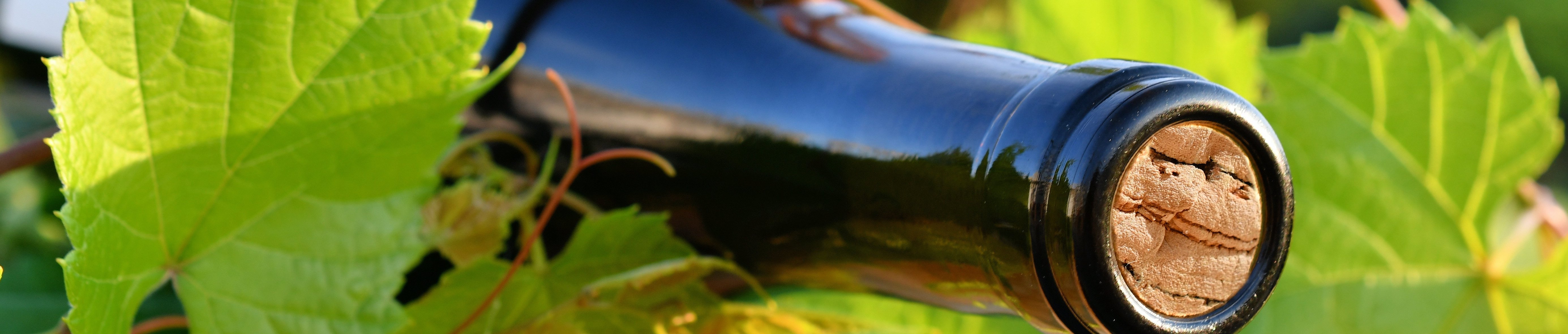 a-dark-glass-wine-bottle-laying-among-green-grapev-2022-11-14-03-46-17-utc