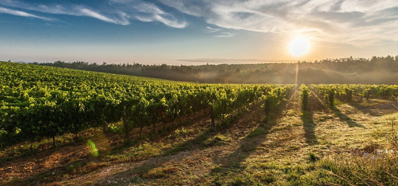 knaus-campingparks-weinanbaugebiet