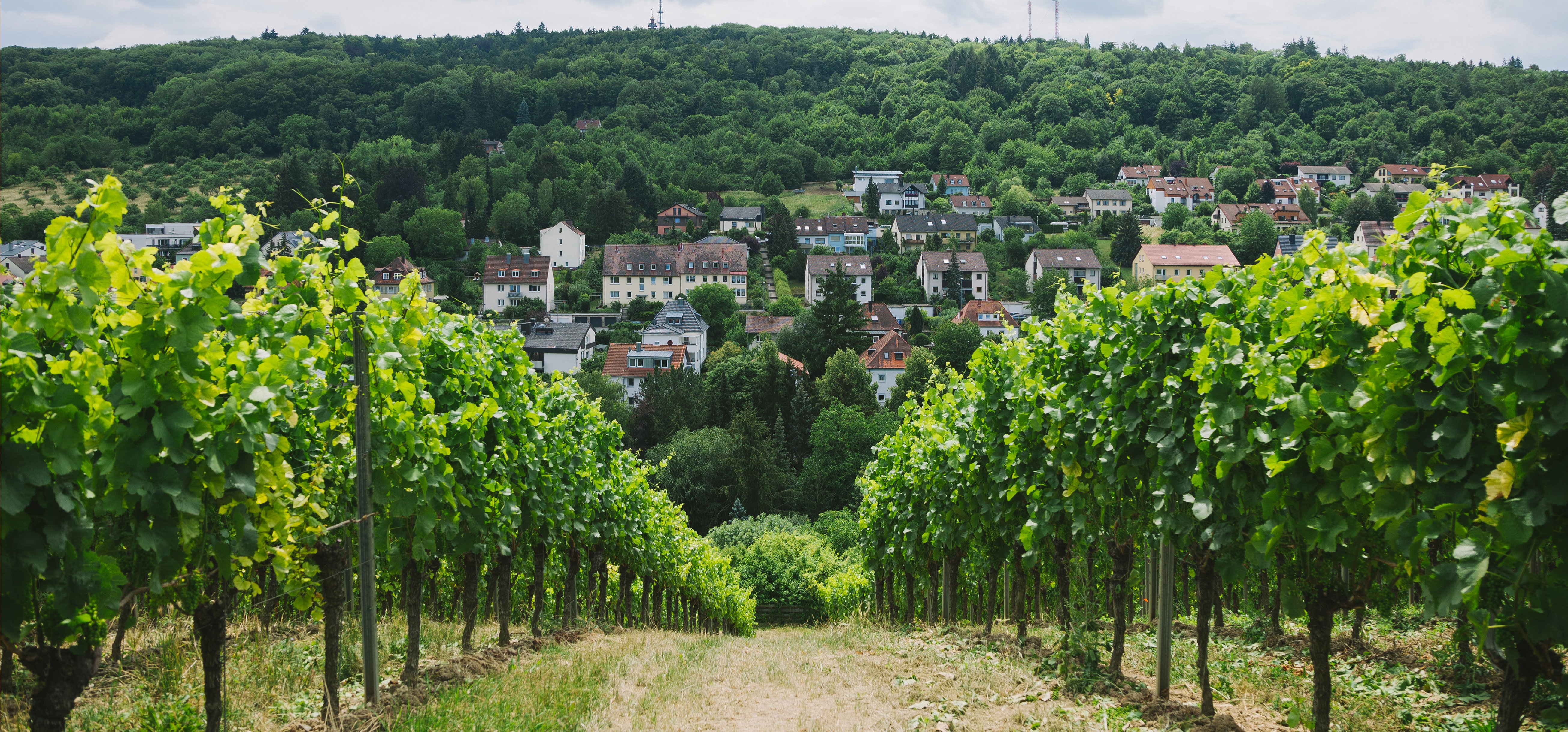 road-to-village-and-vineyard-on-sides-in-wurzburg-2022-05-16-00-10-41-utc