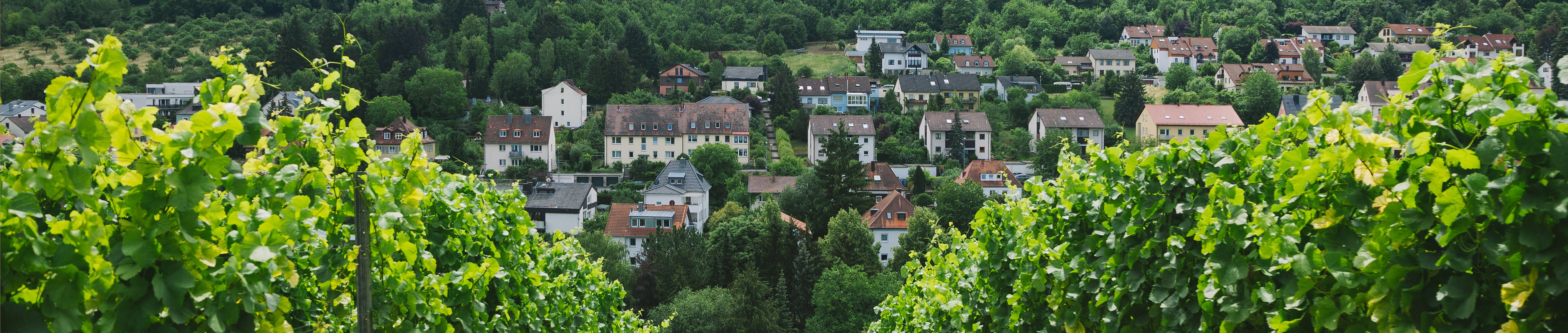 road-to-village-and-vineyard-on-sides-in-wurzburg-2022-05-16-00-10-41-utc