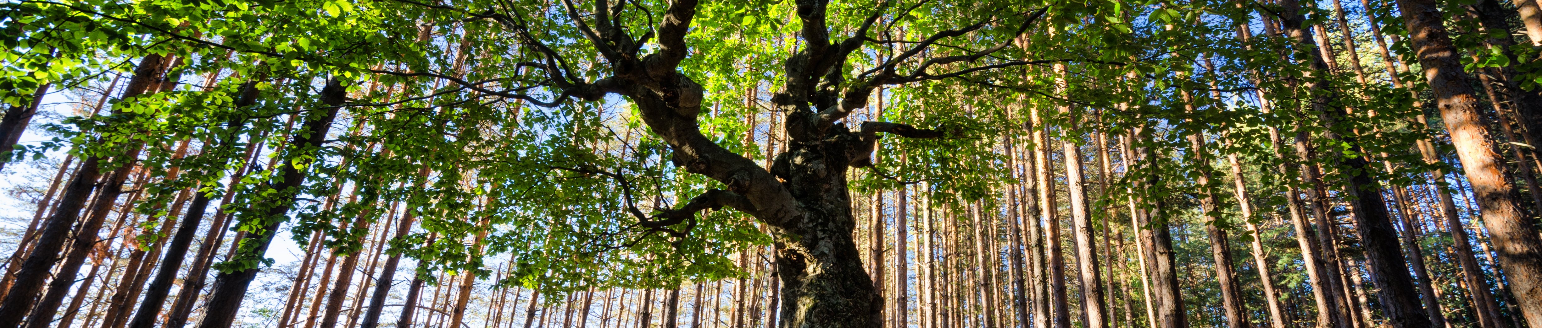 big-old-tree-2021-08-30-02-13-46-utc