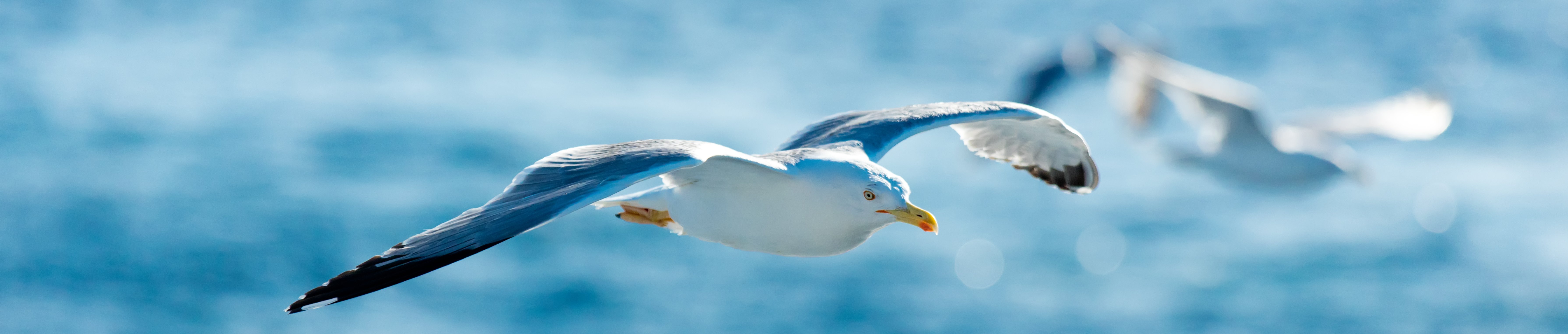 photo-of-the-gulls-2022-01-20-04-00-18-utc