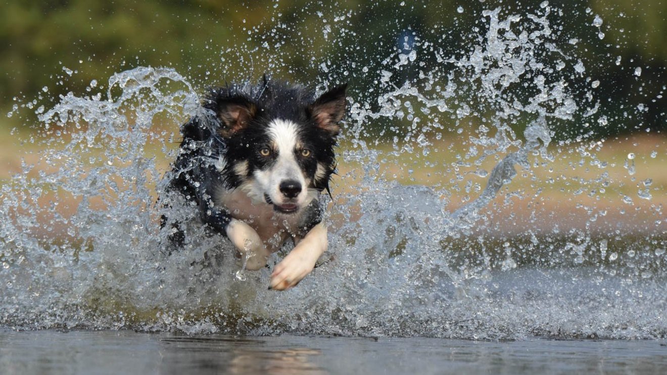 knaus-campingparks-hunde-freunde
